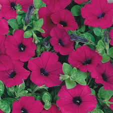 * qty breaks are available. Petunia Seeds Purple Wave Sow Easy Mckenzie Seeds