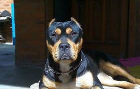 See more of rottweiler pitbull mix on facebook. Rottweiler Mix With Pitbull Pitweiler The Ultimate Watchdog