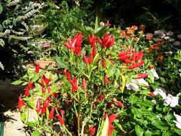 How do you dry hot peppers from the garden. Preserve Red Hot Chili Peppers All Year Dried Pickled Soils Permaculture Association Lebanon