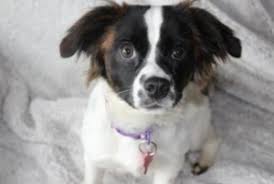 Grey face rescue strives to educate and strengthen the bond between families and pets to avert the need for rescue in later years. Best Rescue Dogs Minnesota Mn 2021 Top 10 We Love Doodles