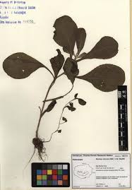 Image result for Pseudoconyza viscosa