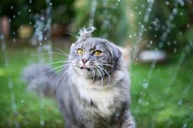In der tat ist es ärgerlich, wenn stubentiger frisch bestellte beete als toilette missbrauchen.>> Katzen Vertreiben So Halten Sie Die Tiere Aus Ihrem Garten Fern