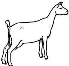 Baby Goat Clipart Black And White Free Printable Goat Templates Goat Art Goats Pictures To Draw