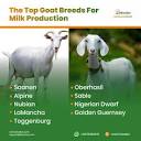 The Top 10 Goat Breeds for Milk Production: A Comprehensive Guide ...