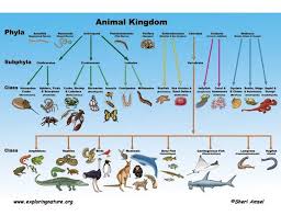 Kids Biology Animal Kingdom Chart Bedowntowndaytona Com