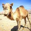 Download free stock video footage featuring young bactrian camel. Https Encrypted Tbn0 Gstatic Com Images Q Tbn And9gcthp1zzh8z65ney93xgqxamlotcidmrny2787p8juz69gu8k5ql Usqp Cau