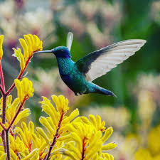 Birds Of Prey Flower Meaning Hummingbird Nature Naturephotography Photography Photographer Bird Beautiful Love Colombia Photoshoot Freedom Wings Beautiful Birds Pet Birds Bird