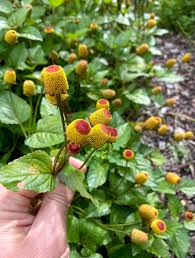 Image result for Spilanthes