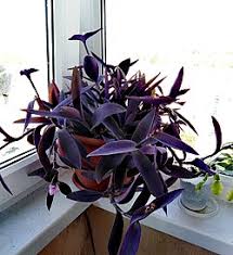 Image result for Tradescantia pallida