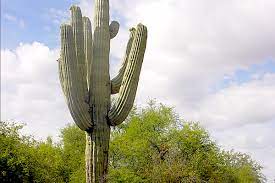 Saguaro cacti are beautiful and majestic plants. What You Should Know About Saguaro Cactus Debra Lee Baldwin
