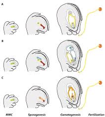 Curtis scott pictures, articles, and news. Genes Free Full Text Apomixis Technology Separating The Wheat From The Chaff Html