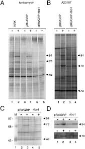302 aw 194 edwards signaling heat detector. Generation Of A Mammalian Cell Line Deficient In Glucose Regulated Protein Stress Induction Through Targeted Ribozyme Driven By A Stress Inducible Promoter Sciencedirect