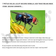 Asal bau makanan, mulalah dia datang. Herba Tempatan 7 Petua Halau Lalat Secara Semula Jadi Facebook