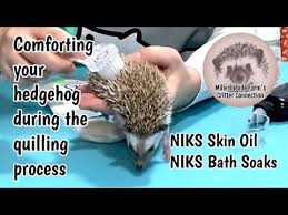 Baby hedgehog taking a bath, she didn't really like the water a whole lot but she was a good sport about it. Hedgehog Quilling What It Is What To Do