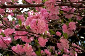 This tree is a great option to plant near utility lines, next to larger buildings, or near patios. Flowering Trees In Texas An Overview Lee Ann Torrans Gardening