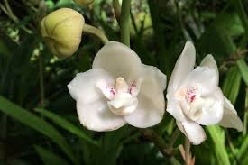 Peristeria elata is a species of orchid occurring from central america to panamá, venezuela and ecuador. Dove Or Holy Ghost Orchid Peristeria Elata Endangered In Wild National Flower Of Panama Bird Is In Center Of Flower Naturetime