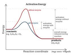 How Enzyme Reduce Activation Energy Enzymes Biology Biology Notes Biochemistry