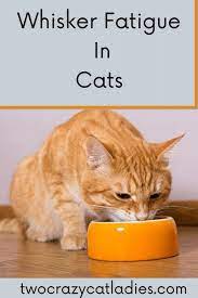 Whisker Fatigue In Cats Two Crazy Cat Ladies In 2021 Cat Advice Cat Parenting Cat Care Tips