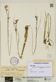 Image result for Rhynchospora brownii