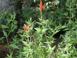Image result for Anisacanthus