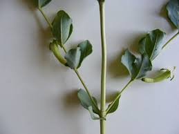 Image result for Fadogia ancylantha