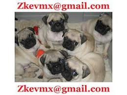 Black And Tan Pug Puppies Cute Pugs Free To Good Home Cardiff Bay Picture 1 Pug Puppies For Sale Pug Puppies Pugs