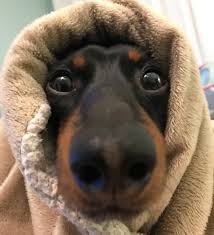 stayin wrapped up like a prewrapped sausage today crusoe crusoe the celebrity dachshund weiner dog wiener dog