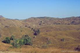 Image result for Hyparrhenia gossweileri