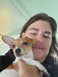 New dachshund puppy at 8 weeks old