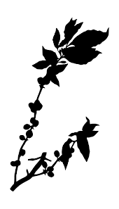 Free Free 77 Silhouette Coffee Bean Svg SVG PNG EPS DXF File