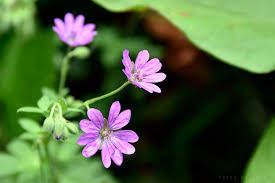 Image result for Geraniaceae