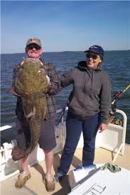 The flathead catfish lives in a variety of habitats and can tolerate extreme turbidity, but avoids headwater creeks, high gradient streams and strong currents. How To Catch Big Catfish The Best Baits For Giant Flatheads And Big Blues Skyaboveus