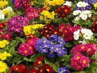 Flowers have fascinated humankind since the dawn of time. 827 Plants Gardens Flowers Trivia Questions Answers