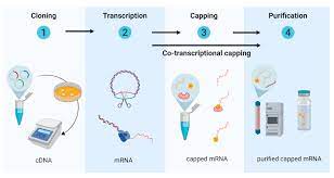 However, their application has until recently been restricted by the instability and inefficient in vivo delivery of mrna. Vaccines Free Full Text Enlisting The Mrna Vaccine Platform To Combat Parasitic Infections Html