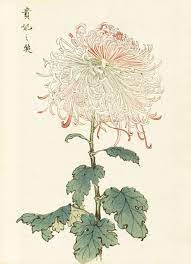 keika hasegawa chrysanthemum wood block prints 1893 長谷川契華 契花百菊 フラワーアート アートプリント アジアのアート
