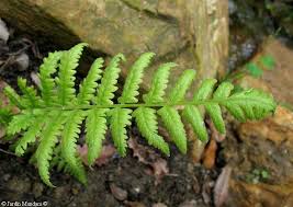 Image result for Christella friesii
