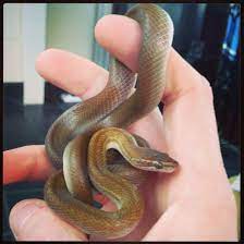 Ossama Brown House Snake Snake Reptiles Brown House