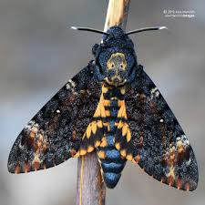 Pin By Julie Westmoreland On Bugs In 2020 Beautiful Butterflies Insect Collection Atropos