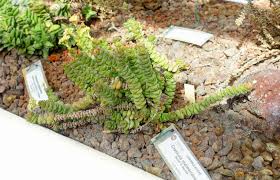 Image result for Crassula schimperi