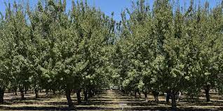 We did not find results for: How Do Almonds Grow Learn To Plant And Harvest An Almond Tree Public Goods Blog
