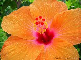 Raindrops Orange Hibiscus Dew Drops Rain Hawaii By Photobysimone 25 00 Hibiscus Tropical Flowers Beautiful Flowers