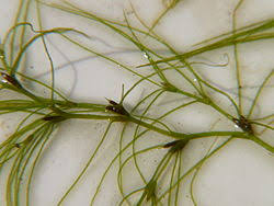 Image result for Hydrocharitaceae