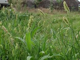 Image result for Cenchrus incertus