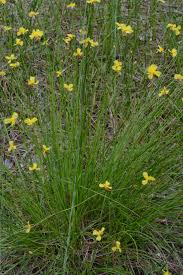 Image result for Xyris