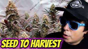 HOW TO EASILY GROW ORGANIC WEED