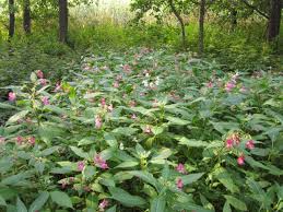 Image result for Impatiens erecticornis