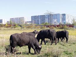 Wasserbuffel Im Landschaftspark Rudow Altglienicke Nature Reserve Berlin Nature