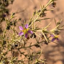 Image result for Fagonia