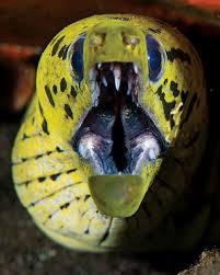 Последние твиты от moray eel (@moray_eel). Interesting Facts About Moray Eels Scuba Diving