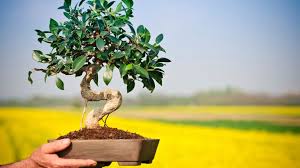 Resultado de imagen para CUIDADO DE BONSAI